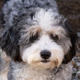 Raya - Australian Labradoodle