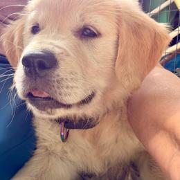 Bella Caramella - Light golden female Golden Retriever puppy in Gainesville, Florida from Heart and Soul Dog Breeding, Inc.