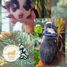 Spruse - Black and tan female Pembroke Welsh Corgi puppy in Fortine, Montana from North Star Pembroke Welsh Corgi's