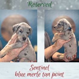 Sentinel - Merle male Great Dane puppy in Roseau, Minnesota from UNDAD'S KENNELS