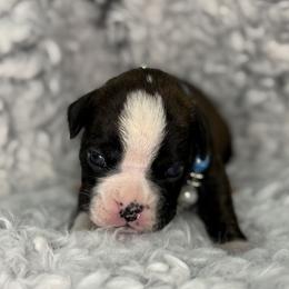 Crimson King - Brindle male Boxer puppy in Russellville, Missouri from Soaring Royalty Canines LLC