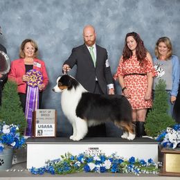 Richie - Australian Shepherd