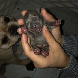 French Bulldog Puppies from 360° Frenchies