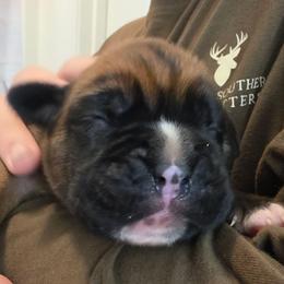 Diesel - Fawn male Boxer puppy in Evans, Georgia from Kimberly's Boxers