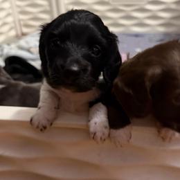 Tyche Full AKC Female 2 - Black female Dachshund puppy in Erie, Michigan from Champagne’s Grinch Toe’d Dachshunds