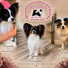 Xavier, Gunner, and Leo - Sporty Mix