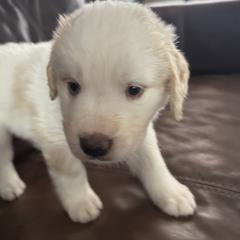 Light blue - White and brown female Saint Berdoodle puppy in Walbridge, Ohio from Jeff's St Berdoodles