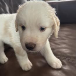 Light blue - White and brown female Saint Berdoodle puppy in Walbridge, Ohio from Jeff's St Berdoodles