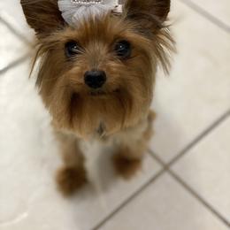 Bomi - Yorkshire Terrier