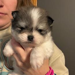 Austin - Orange sable male Pomeranian puppy in Success, Missouri from Sweet Success