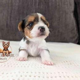 Rocky - Parti male Yorkshire Terrier puppy in Goodyear, Arizona from Copper State Yorkies