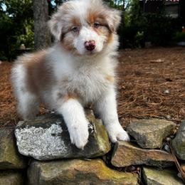 Spark - Red merle female Australian Shepherd puppy in Murrayville, Georgia from Mountain Ridge Aussies