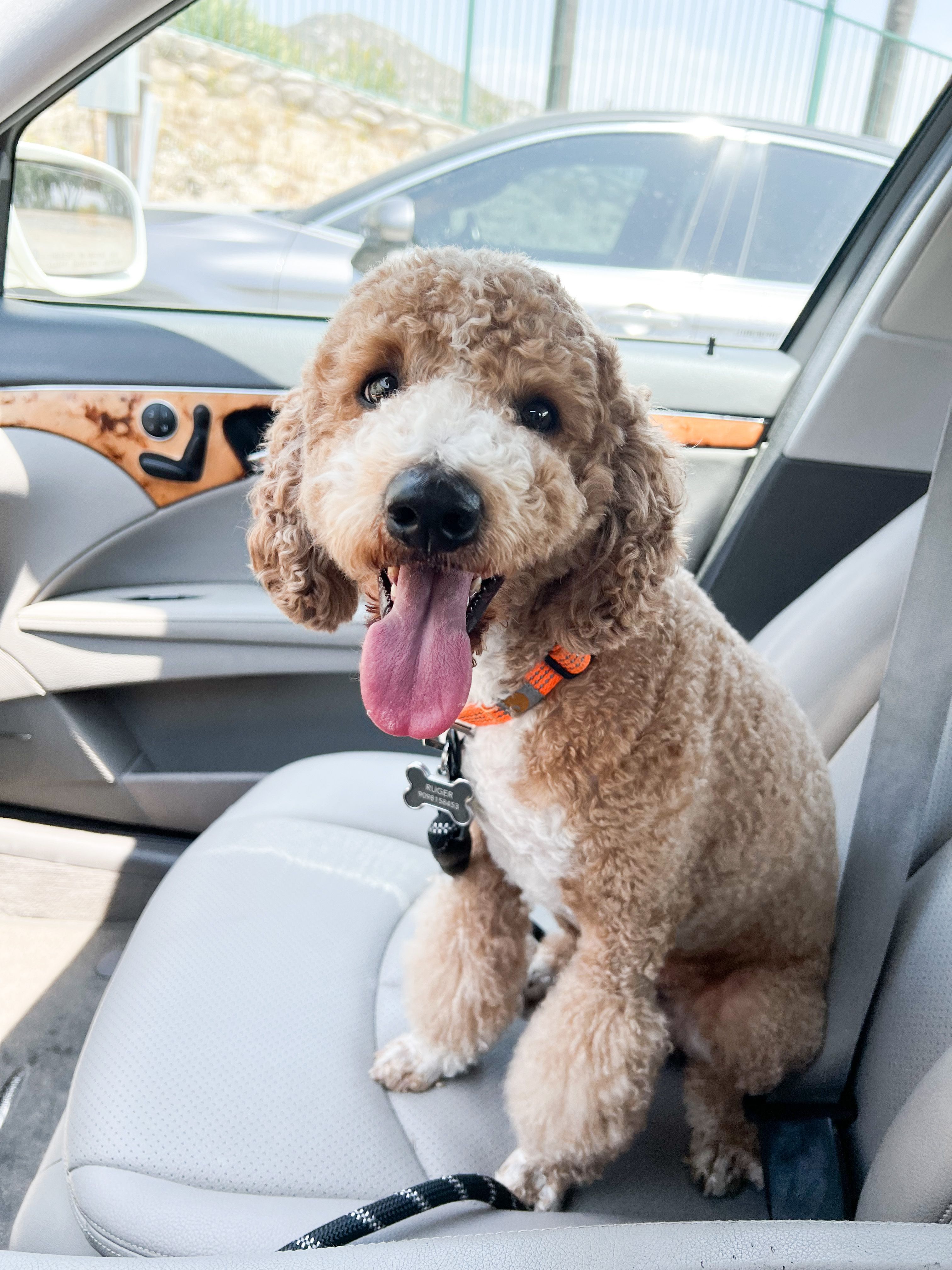 Peanut - Goldendoodle