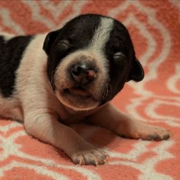 Gravy - White and black female American Hairless Terrier puppy in Phoenix, Arizona from Bare Valley