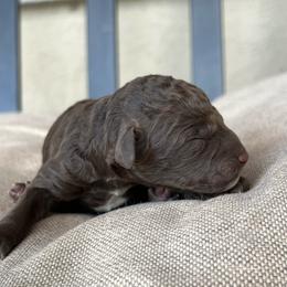 Juniper - Brown female Poodle puppy in Tucson, Arizona from Desert Doodles + Poodles