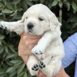 Golden Retriever Puppies from Sanctuary Ranch Goldens