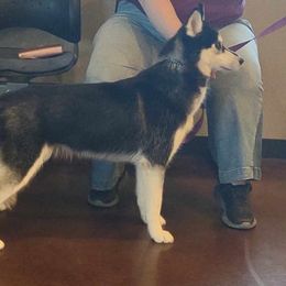 Yin - Siberian Husky
