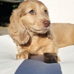 Penny - Dachshund