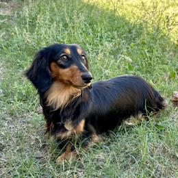 Taebee - Dachshund