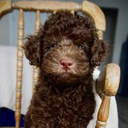 Ember ( Guardian Home Opportunity, South Florida Only ) - Chocolate male Goldendoodle puppy in Davie, Florida from Miami Mini Doodles