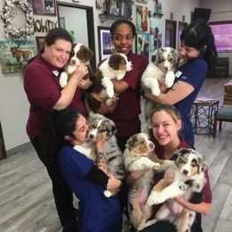 Australian Shepherd Puppies from Blessed Hope Aussies