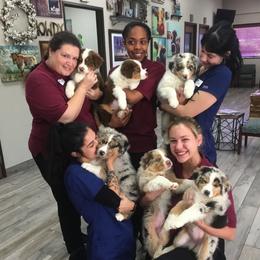 Australian Shepherd Puppies from Blessed Hope Aussies