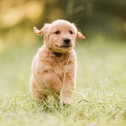 Golden Retriever Puppies from Stellar Acres Golden Retrievers