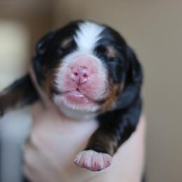 Birch - Tri-color male Bernese Mountain Dog puppy in Williamston, Sc, South Carolina from Dutton Dog Co & Dalla Grazia Doberman