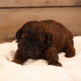 Jasper - Red male Whoodle puppy in West Bend, Iowa from Blue Skies Terriers