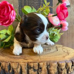 Versace - Chocolate, tan and white male Yorkshire Terrier puppy in Howe, Oklahoma from Ray Holder