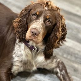 Dixie - English Springer Spaniel