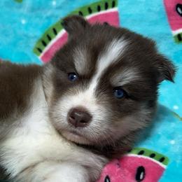AKC Coconut - Red and white female Siberian Husky puppy in Centreville, Maryland from Huskies By the Bay