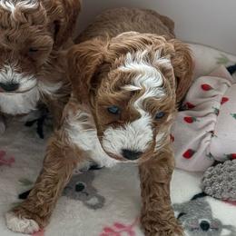 Ruso - Red  male Poodle puppy in Hernando Beach, Florida from Minipupps