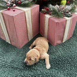 Boy 2 - male Golden Retriever puppy in Hickory, North Carolina from Coyote Creek Farm and Kennel