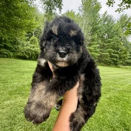 Comet - Phantom male Bernedoodle puppy in Midland, Michigan from Northern Charm Farm