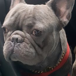 French Bulldogs from Exotic Bull House