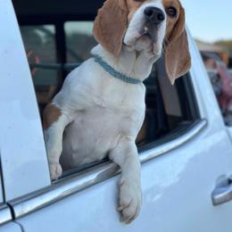 Tillie - Beagle