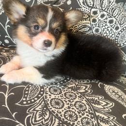Girl 3 - Black and tan female Pembroke Welsh Corgi puppy in Clarksville, Tennessee from Cooler Farms Corgis