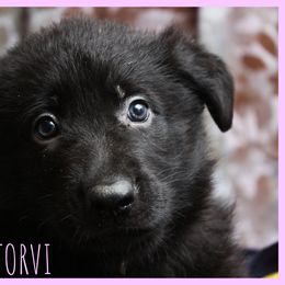 German Shepherd Puppies from Black Beauty Shepherds