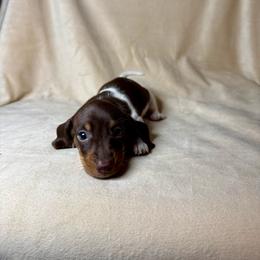 Roxy - Piebald female Dachshund puppy in Aurora, Missouri from Baker Farms