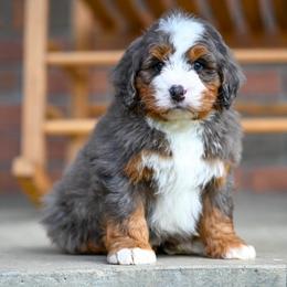 Moe - Merle male Bernedoodle puppy in Dundee, Ohio from Down Home Doodle