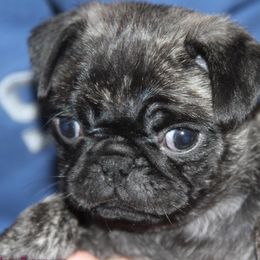 Pugs from Paschey Pug Puppies