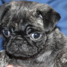 Pugs from Paschey Pug Puppies