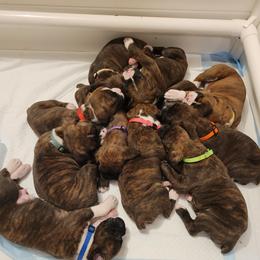 Boxer Puppies from Keen Boxers