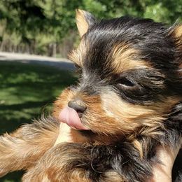 Yorkshire Terriers from Meadmama7
