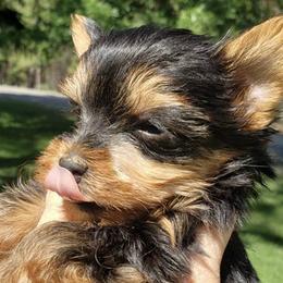 Yorkshire Terriers from Meadmama7