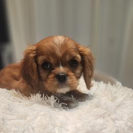 Cavalier King Charles Spaniel and Shih Tzu Puppies from Nashell Lynem