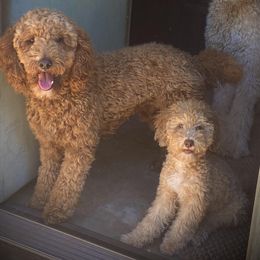 Poodle All Grown Up from Dynasty Ridge