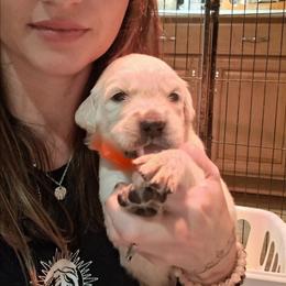 Red collar - Light golden male Golden Retriever puppy in Waynesburg, Ohio from Avalon English Retrievers