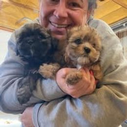 Assorted Doodle Crosses, Aussiedoodle, Australian Shepherd, Long Haired Weimaraner, Shihpoo, and Shih Tzu Puppies from Rockiń N Kennel